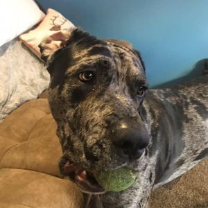 Meet your Posher, Dustee